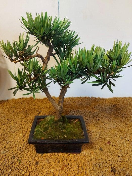 Boeddha-den bonsai (Podocarpus macrophyllus) - Hoogte, Antiek en Kunst, Curiosa en Brocante