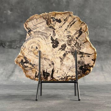 C - Prachtige grote plak versteend hout op een maatwerk