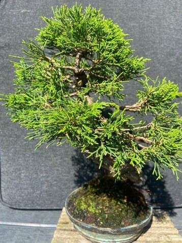 Juniperus chinensis Itoigawa - Hoogte (boom): 28 cm - Diepte