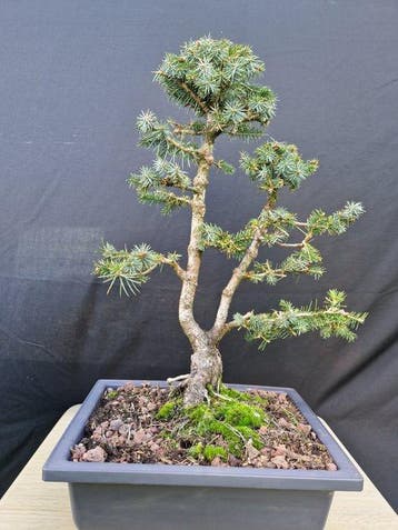 Spar bonsai (Picea) - Hoogte (boom): 44 cm - Diepte (boom):