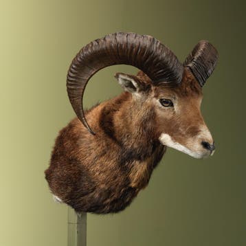 Moeflon Taxidermie Opgezette Dieren By Max, Verzamelen, Dierenverzamelingen, Ophalen of Verzenden, Nieuw, Wild dier, Opgezet dier