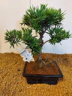 Bonsaï Pin des Bouddhistes (Podocarpus macrophyllus) -