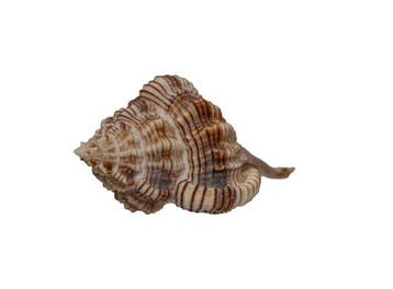 Elegante stekelslak: Siratus perelegans (80 mm) –
