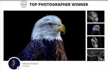 Viktoria Farkas - The Sovereign - Majestic Bald Eagle