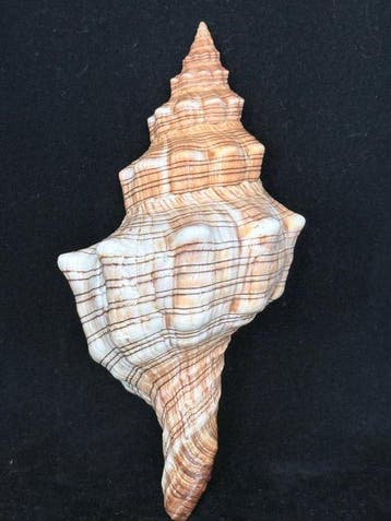 Zeeslak Zeeschelp - S-546 PLEUROPLOCA TRAPEZIUM (Zonder, Antiek en Kunst