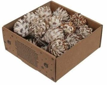 Leucodendron Plumosum op draad White wash doos 25 stuks, Nieuw