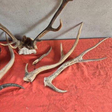 Cerf elaphe - cerf sika - cobe de Buffon - Hippotague en, Nieuw