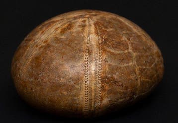 Fossiele zee-egel Mepygurus depressus — Jurassisch —