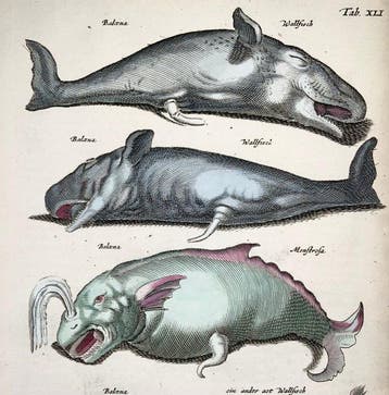 Matthäus Merian (b1593) - hand col. folio: Sea Monster,