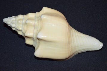 Escargot de mer Coquillage marin - S-411 TURBINELLA ANGULATA, Nieuw