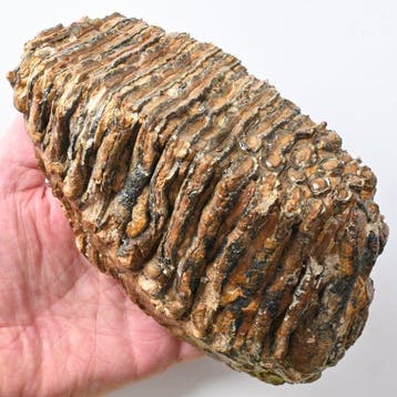 Mammouth laineux - Dent fossile - Mammuthus primigenius -