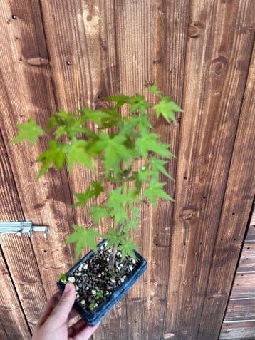 Japanese maple bonsai (Acer palmatum) - Hauteur (arbre) : 35