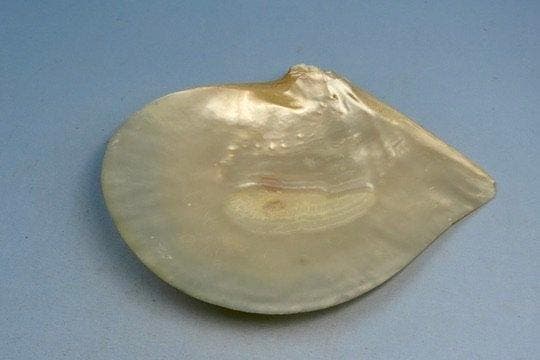 Pinctada margaritifera - Gefossiliseerde schelp - Mytilus, Verzamelen, Dierenverzamelingen