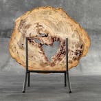 Étonnante tranche de bois pétrifié sur un support
