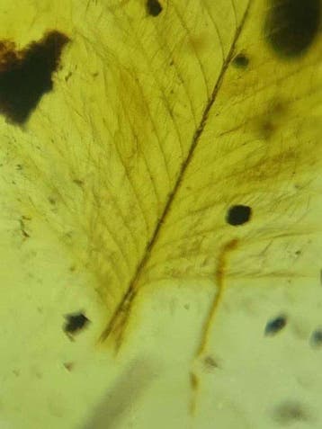 Amber - Barnsteen - feather in amber - 11.7 mm - 11.5 mm, Verzamelen, Mineralen en Fossielen