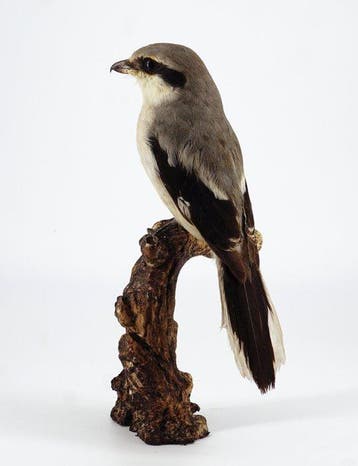 Averla cinerina Taxidermie volledige montage - Lanius minor, Nieuw
