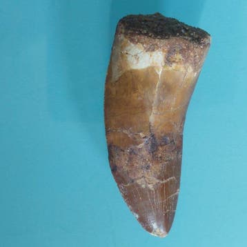 Dinosaurus - Fossiele tand - Carcharodontosaurus sp. - 68 mm
