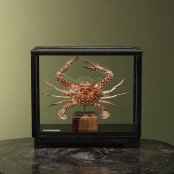 Blauwe Zwemkrab in Vitrine, Ophalen of Verzenden, Nieuw, Wild dier, Opgezet dier
