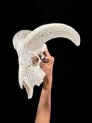 PAS DE PRIX DE RÉSERVE - Crâne de bélier blanc sculpté avec