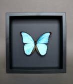 Papillon Support de corps entier pour taxidermie - Morpho