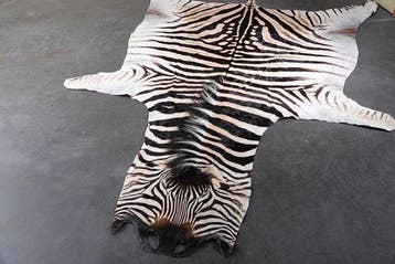Plains Zebra Skin with Head Gewei - Equus quagga - 320 cm -, Nieuw