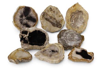 Versteend houtschijven - Gefossiliseerd hout - Dipterocarpus