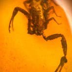 Schorpioen - Barnsteen - 20 mm - 40 mm