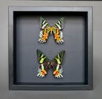 Vlinder Taxidermie volledige montage - Urania ripheus - 23, Collections