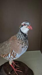Bartavellepatrijs Taxidermie wandmontage - Alectoris graeca