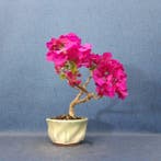 Kahle Drillingsblume-Bonsaï (Bougainvillea) - Hauteur