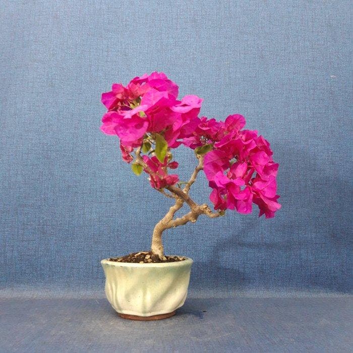 Kahle Drillingsblume-Bonsaï (Bougainvillea) - Hauteur, Antiquités & Art, Curiosités & Brocante