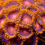 Zoanthus Bam Bam Frag (4-5 polypen), Animaux & Accessoires, Animaux Autre