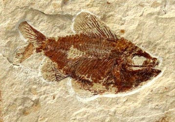 Prachtigste fossiele vis op steen - - Gefossiliseerd dier -