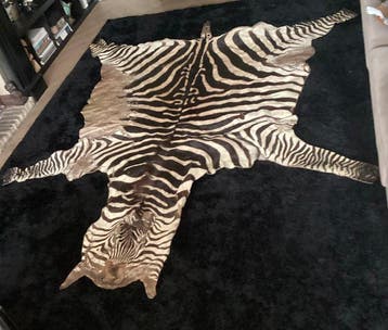 Zèbre de Burchell Support de corps entier pour taxidermie -, Nieuw