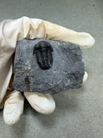 fossiles de trilobites - Carapace fossilisée - trilobite, Collections