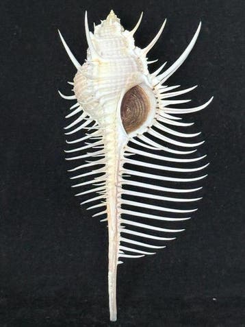 Escargot de mer Coquillage marin - S-564 MUREX PECTEN (Sans