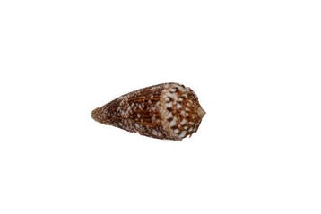 Conus telatus (65 mm) – Prachtvol F++ Groots exemplaar uit, Verzamelen, Nieuw