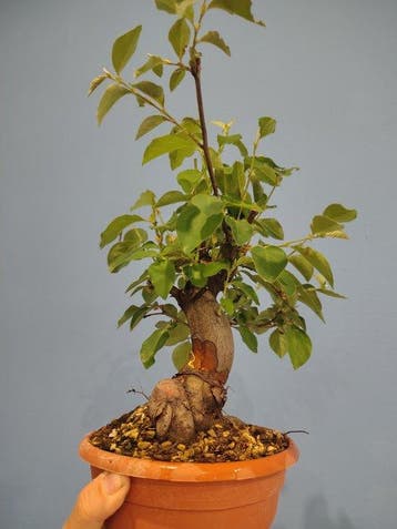 Bonsaï de pêche - Hauteur (arbre) : 26 cm - Profondeur