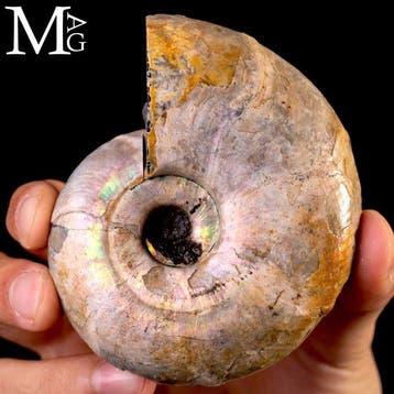 Speciale Raimbow Perlized Desmoceras Latidorsatum