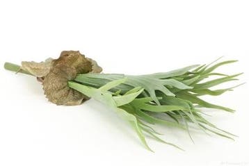 Platycerium Hertshoornvaren Groen 45 cm, Nieuw