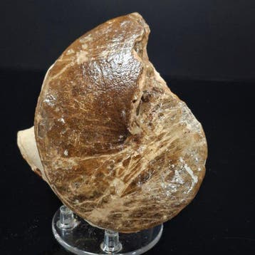 Ammoniet - Gefossiliseerde schelp - 12 cm - 12 cm (Zonder