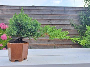 Jeneverbes bonsai (Juniperus) - Hoogte (boom): 15 cm -