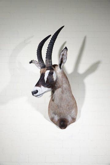 Roanantilope Schedel - Hippotragus equinus - 75 cm - 120 cm, Nieuw