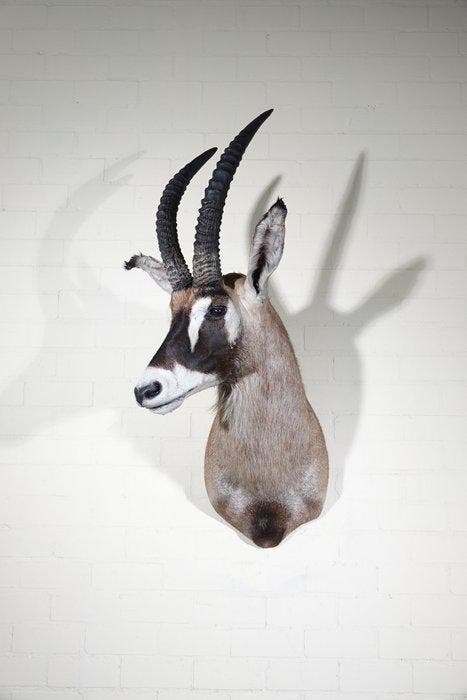 Roanantilope Schedel - Hippotragus equinus - 75 cm - 120 cm, Verzamelen, Dierenverzamelingen