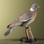 Duif Taxidermie Opgezette Dieren By Max, Ophalen of Verzenden, Nieuw, Vogel, Opgezet dier