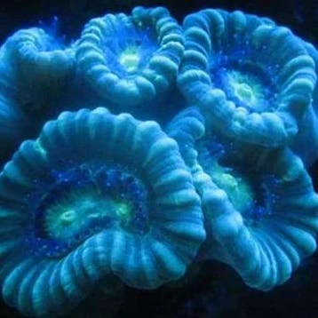 Caulastrea spp Blue S (2-3 koppen), Dieren en Toebehoren