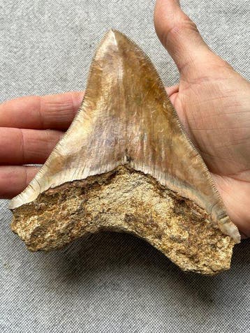 Grote Megalodon-tand 13,3 cm - Fossiele tand - Carcharocles