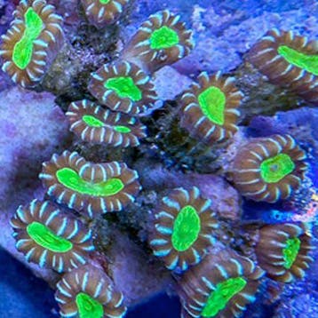 Caulastrea Star Mint S (2-3 koppen), Verzenden