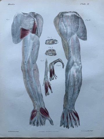 P. S. Duval (XIX) - A Series of Anatomical Plates, anatomie