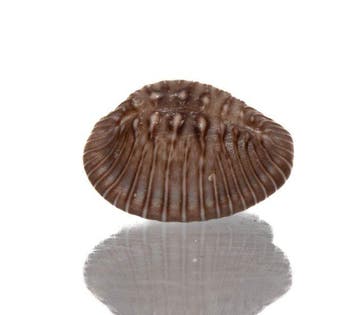 Pusula radians (20mm) - GIGANTISCHE MAAT - PerfectE JUWEEL